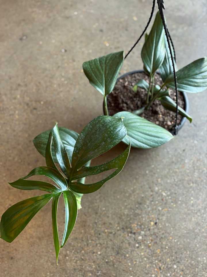 Epipremnum Pinnatum "Dragon Tail" 200mm HB