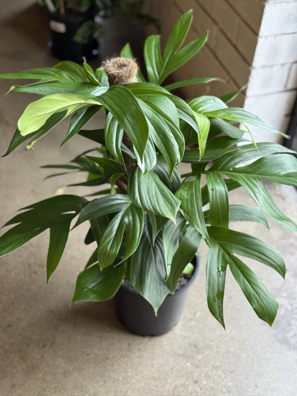 dragon tail indoor plant Epipremnum "Dragon Tail"