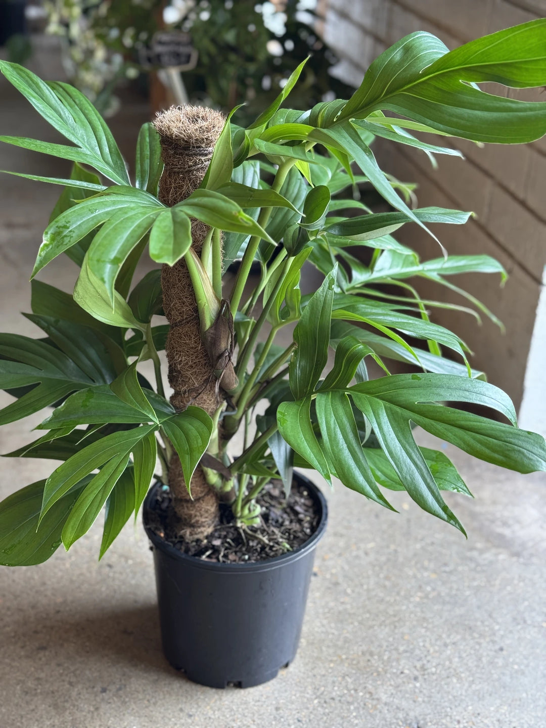 dragon's tail succulent Epipremnum "Dragon Tail"