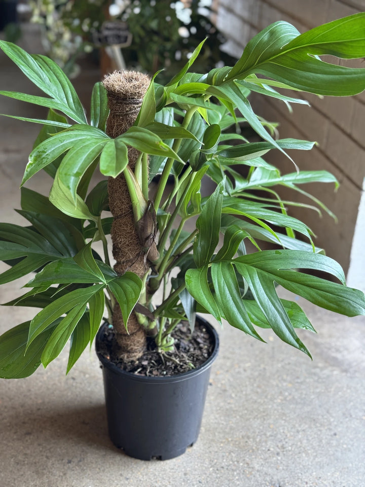 Epipremnum Pinnatum "Dragon Tail" 200mm