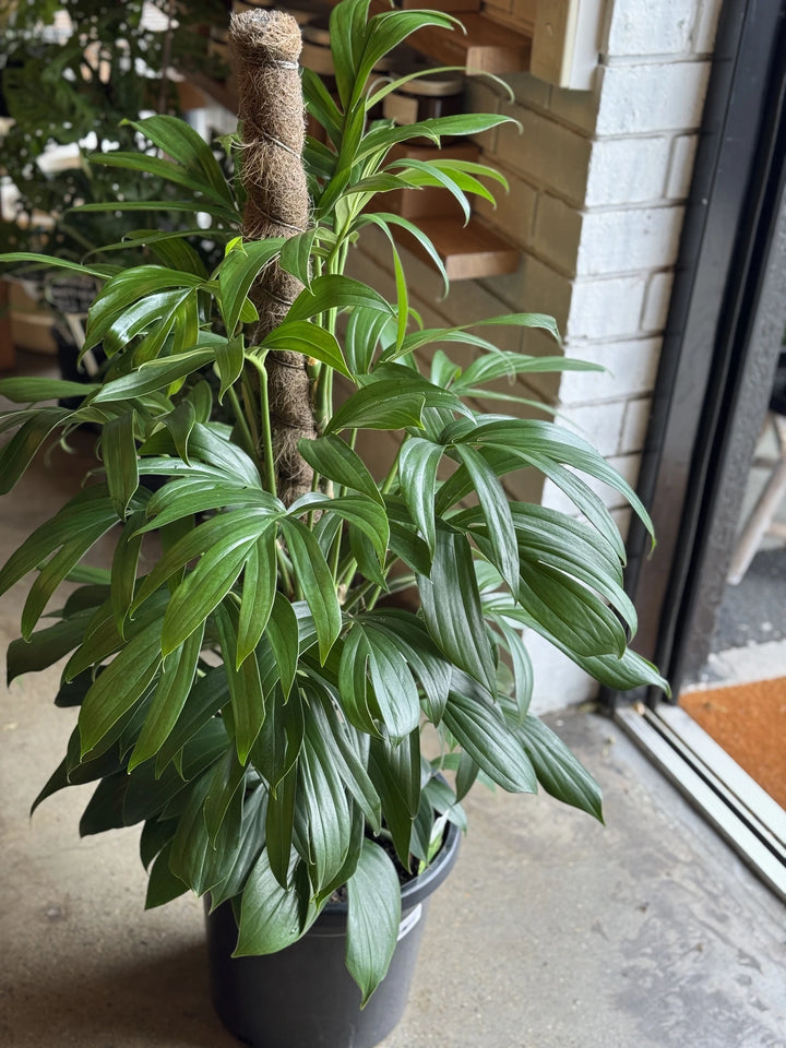 Epipremnum Pinnatum "Dragon Tail" 300mm