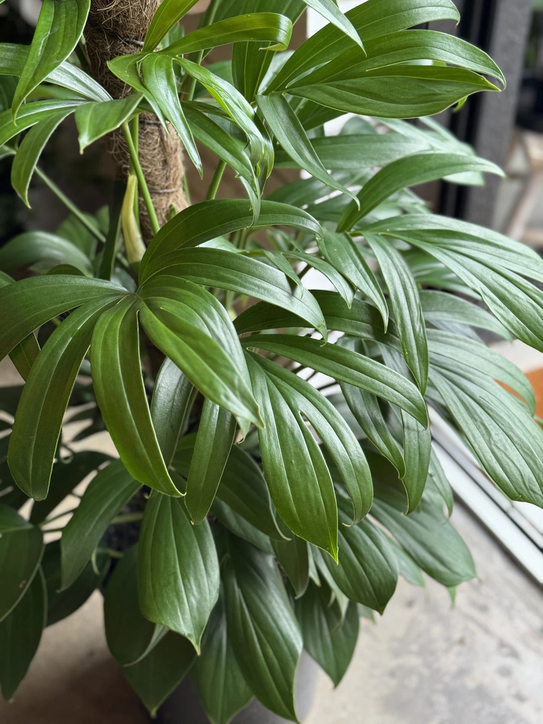 Epipremnum Pinnatum "Dragon Tail" 300mm