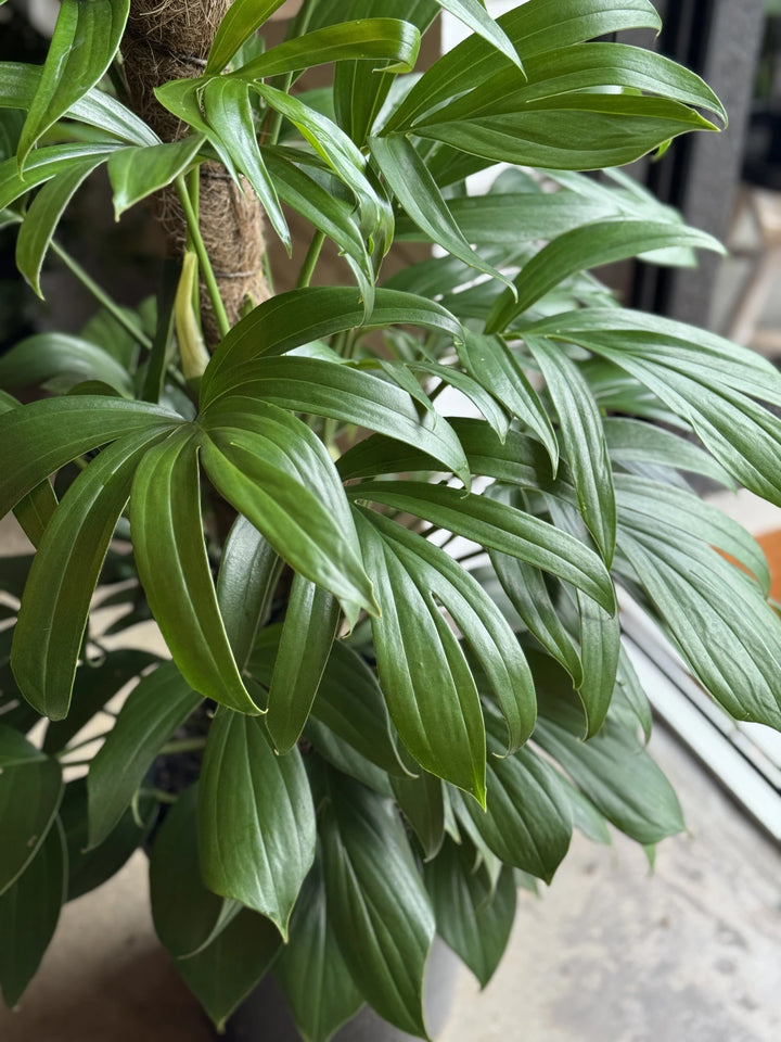 Epipremnum Pinnatum "Dragon Tail" 300mm