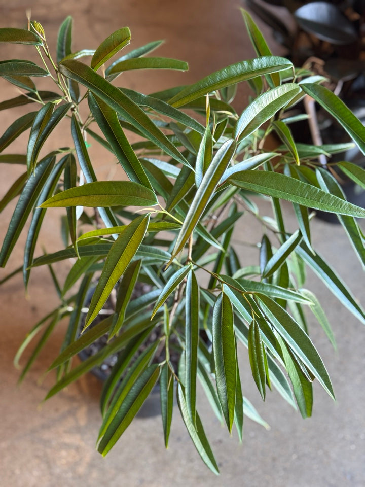 Ficus Binnendijkii 'Narrow Leaf' 250mm