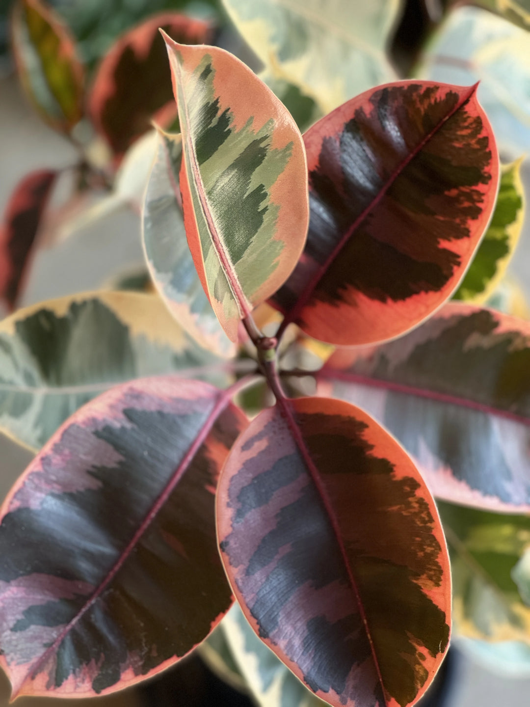 Ruby Ficus Node Ficus Ruby | INDOOR PLANT SHOP – Unveiling Poppy