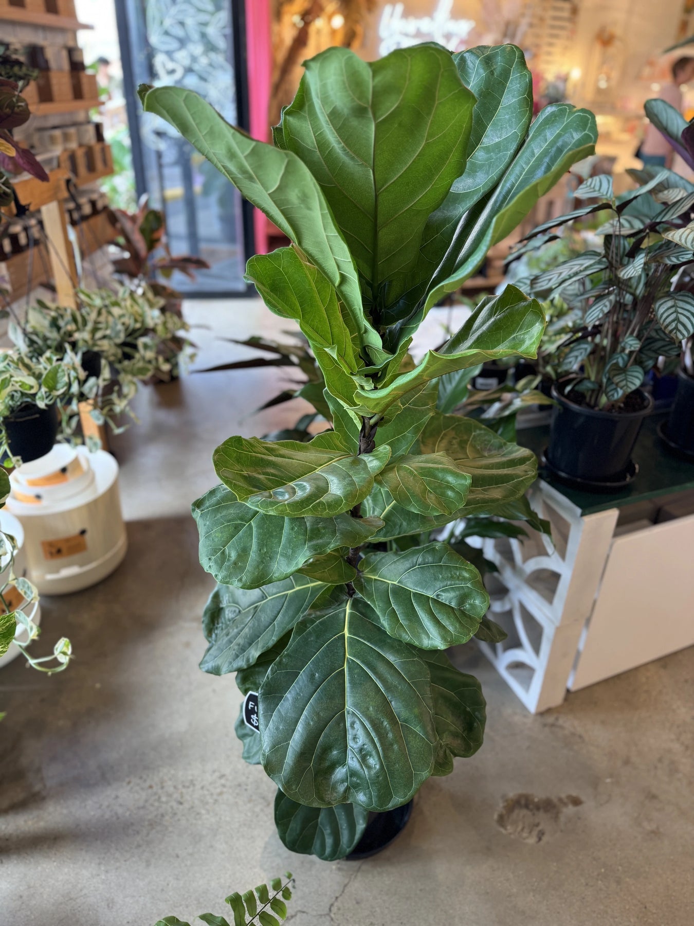 bunnings fiddle leaf fig Fiddle Leaf Fig