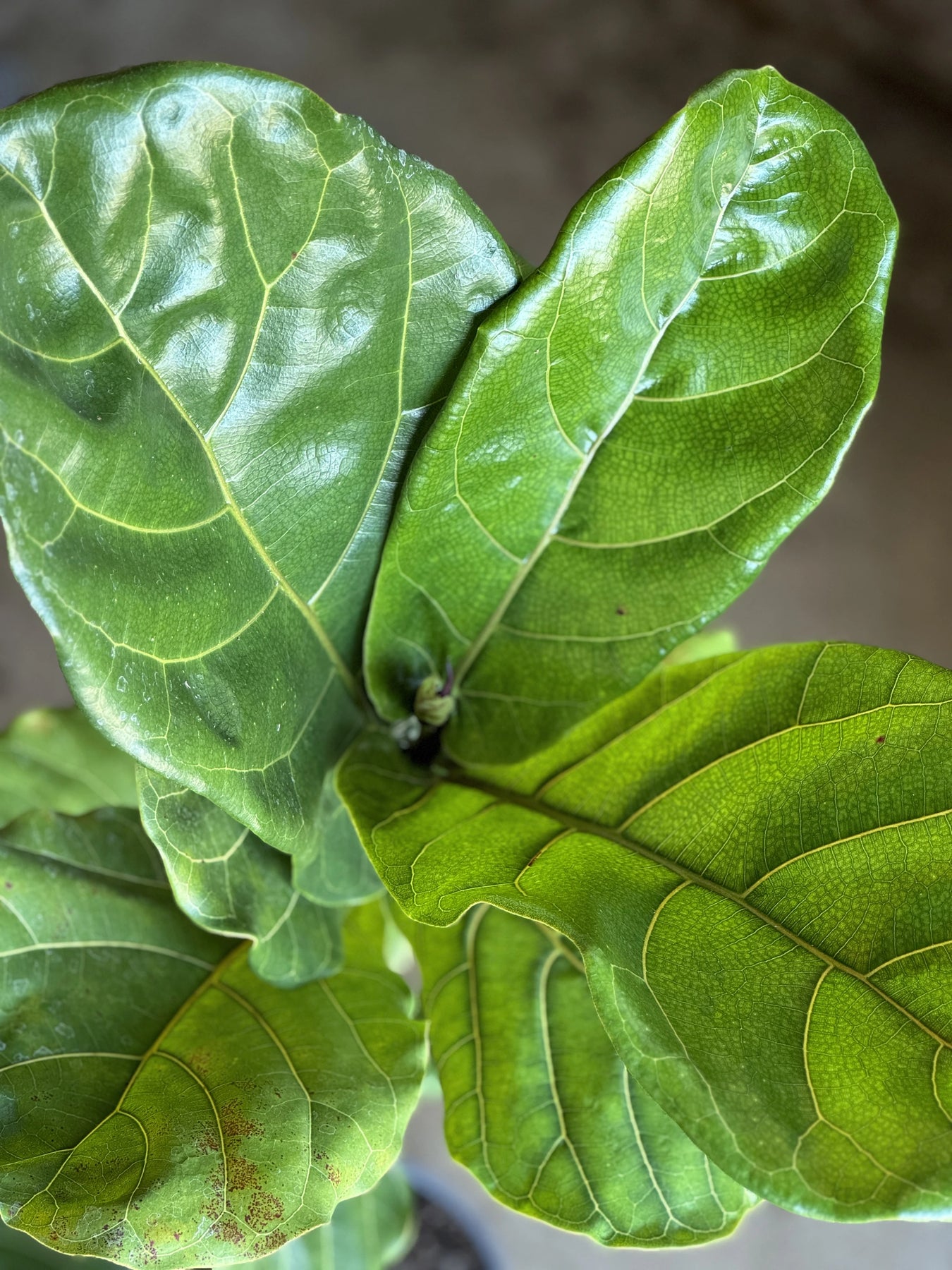 fiddle leaf fig sri lanka Fiddle Leaf Fig