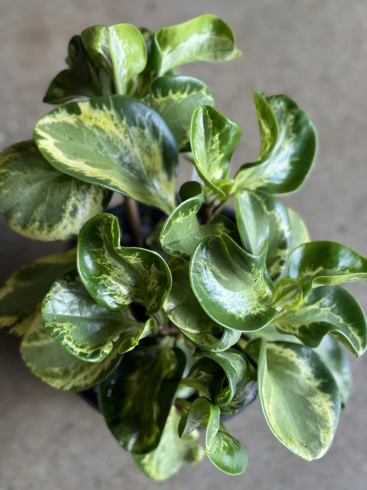 Peperomia Green & Gold "Golden Gate" 180mm