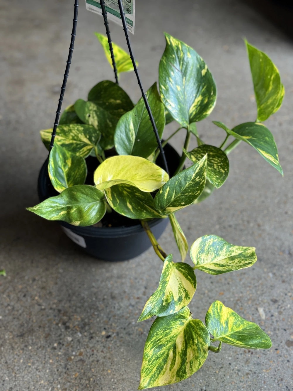 pothos golden hb Devils Ivy - Green & Gold Pothos