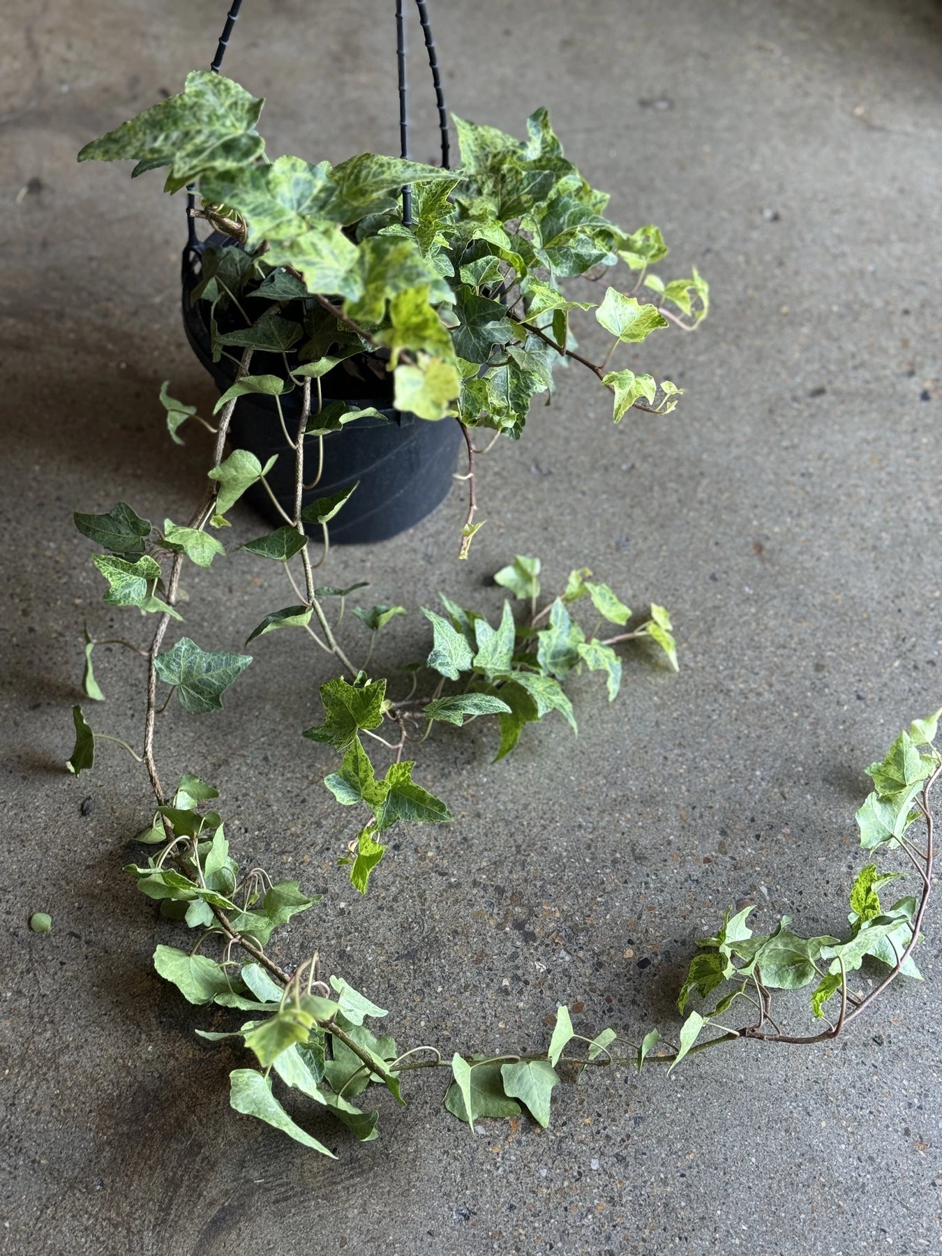 is english ivy a good indoor plant Hedera Helix Ivy