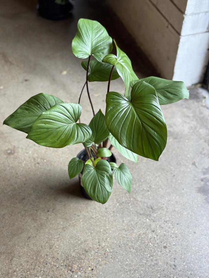 Homalomena Maggie 140mm