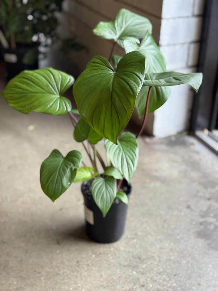 Homalomena Maggie 140mm