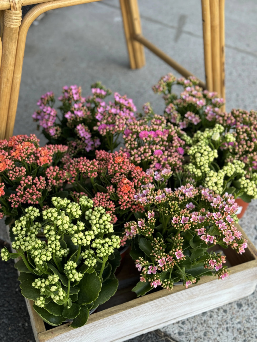Kalanchoe Rosalina 120mm
