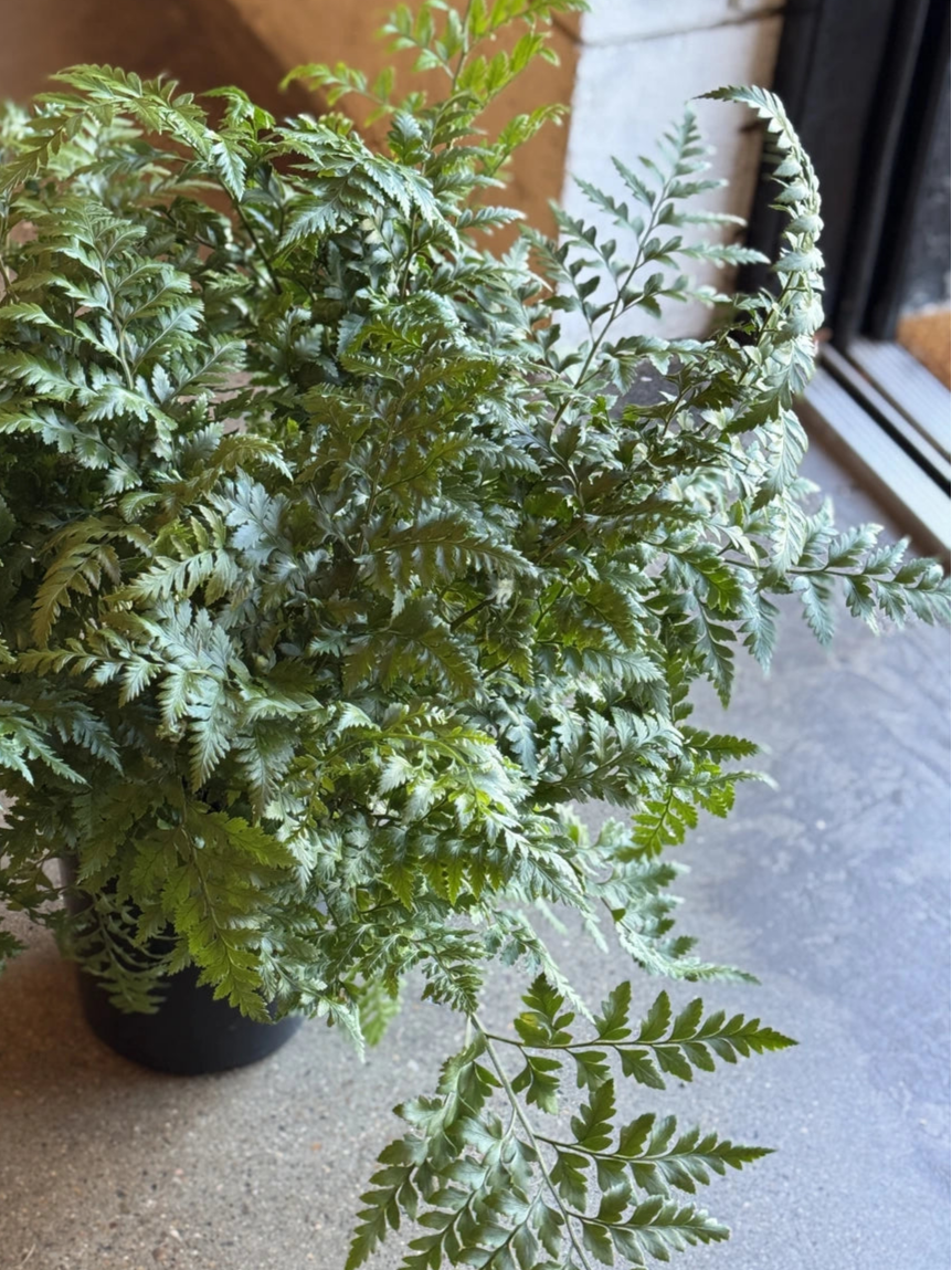 Leather Leaf Fern 180mm