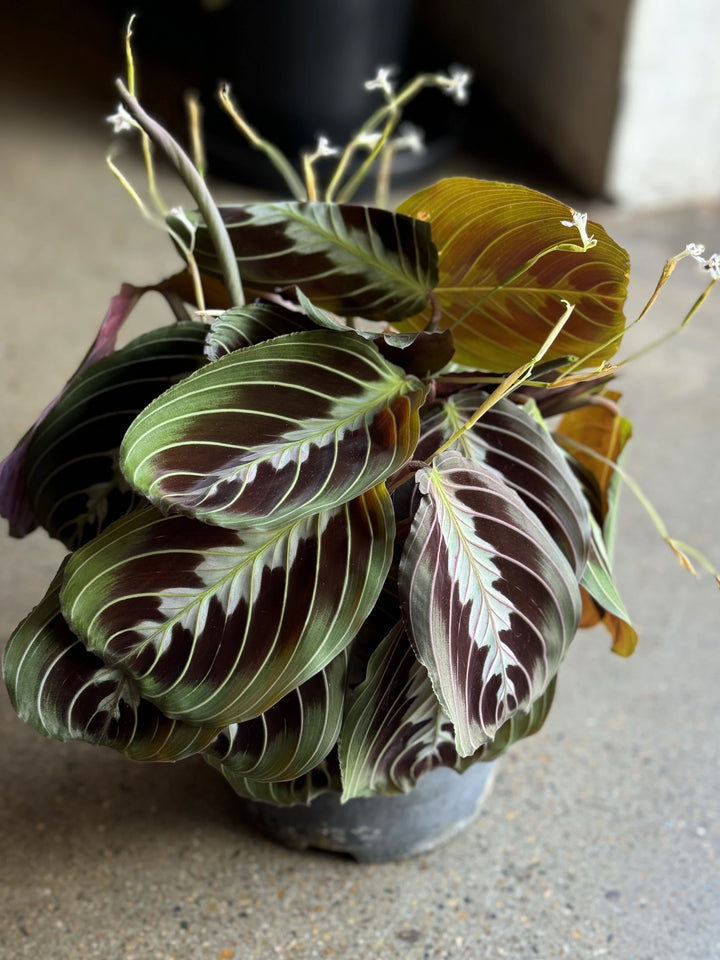 Maranta Black Prayer Plant 170mm