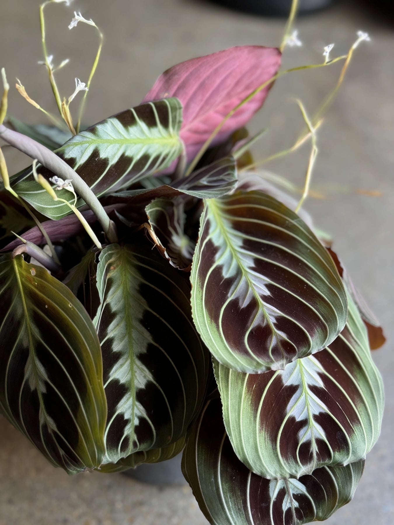 prayer plant near me Maranta Black Prayer Plant