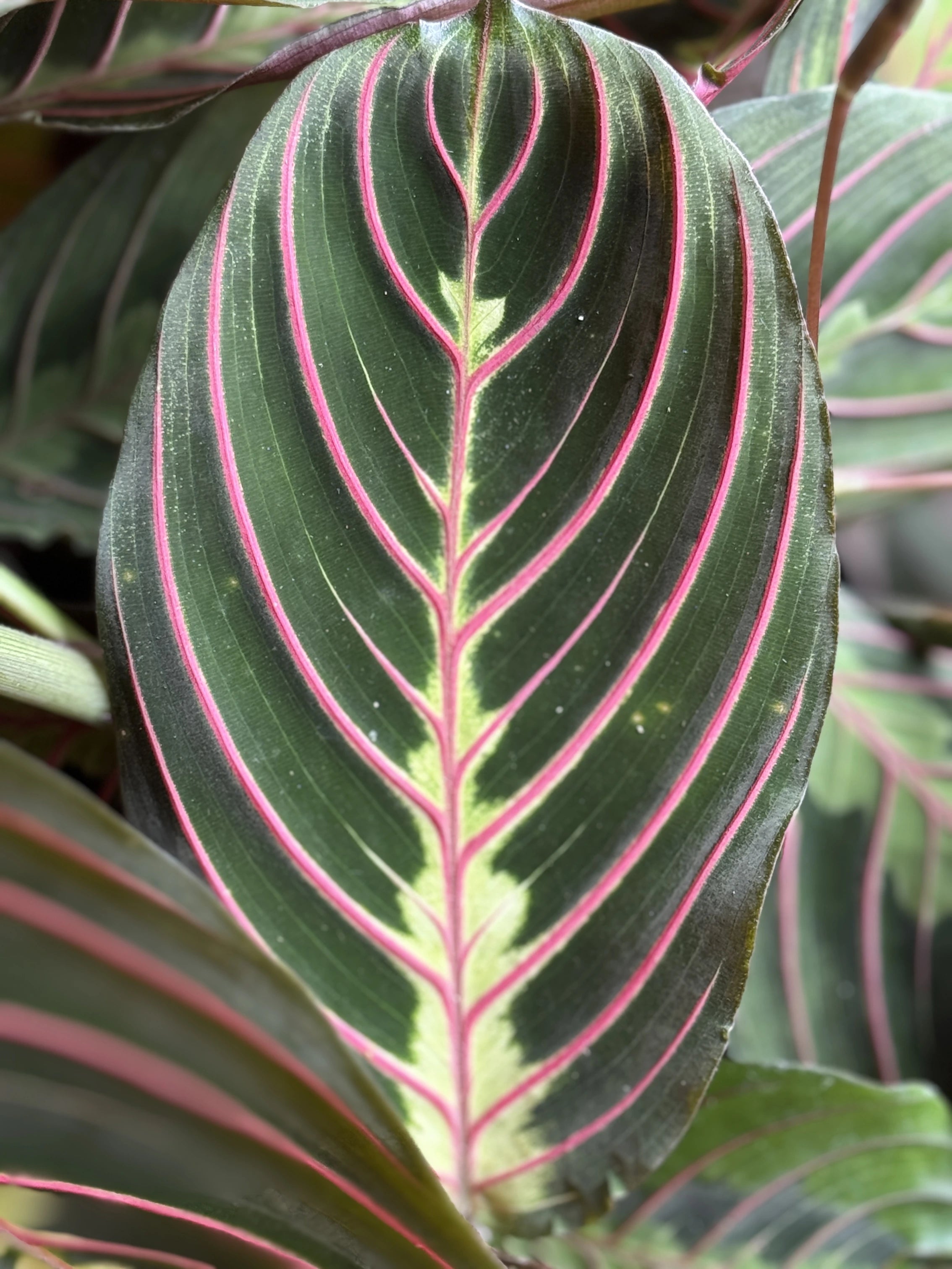 red stripe prayer plant Maranta Red Prayer Plant