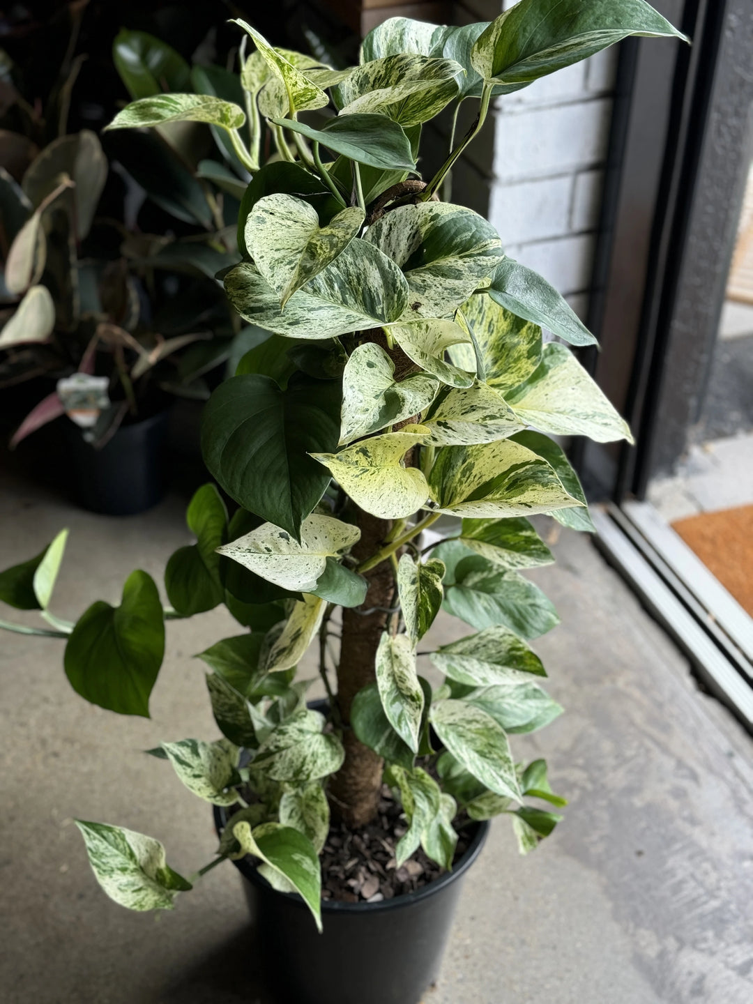 where to buy pothos near me Marble Queen Pothos Totem