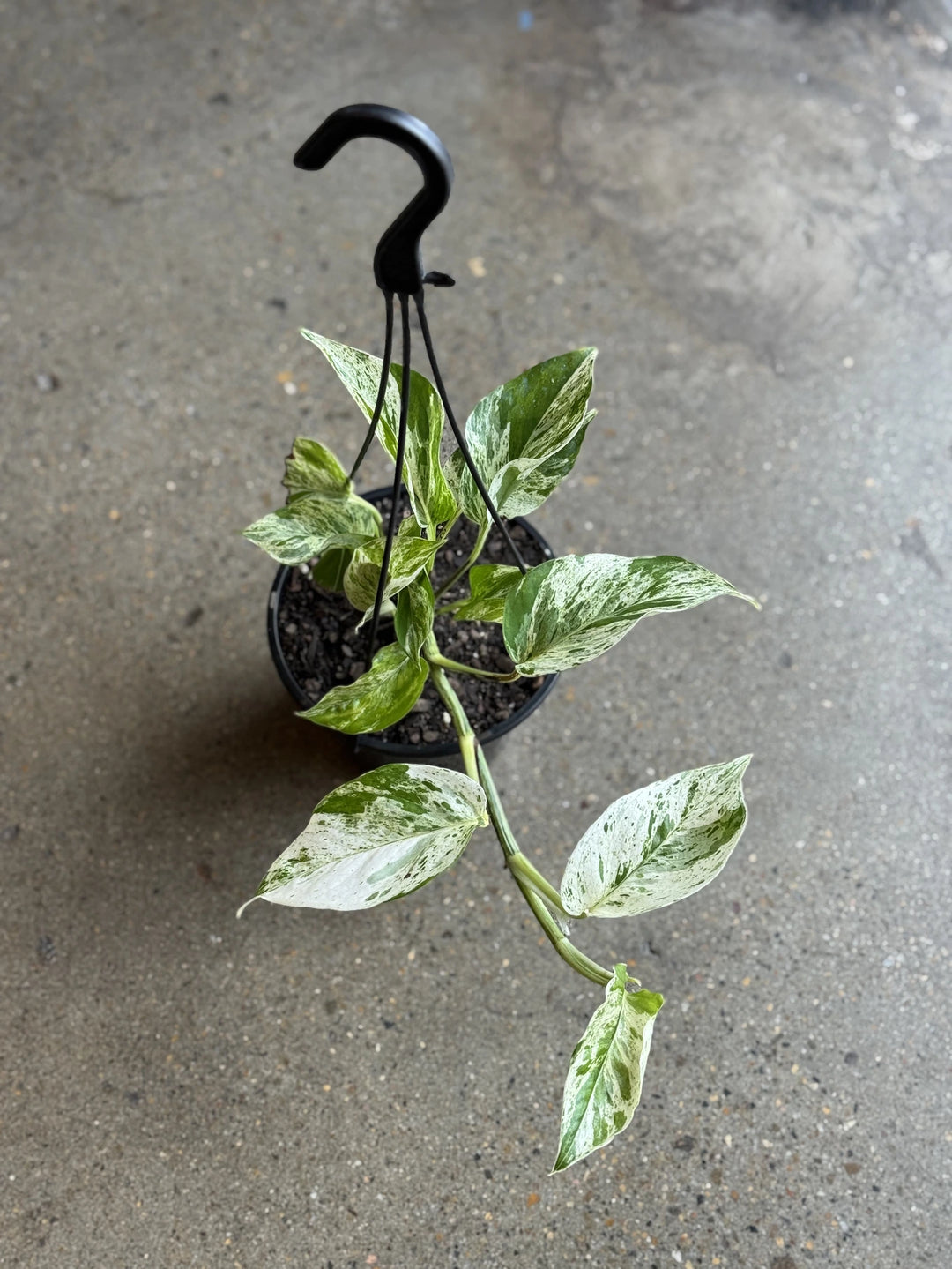 Marble Queen Pothos 150mm HB