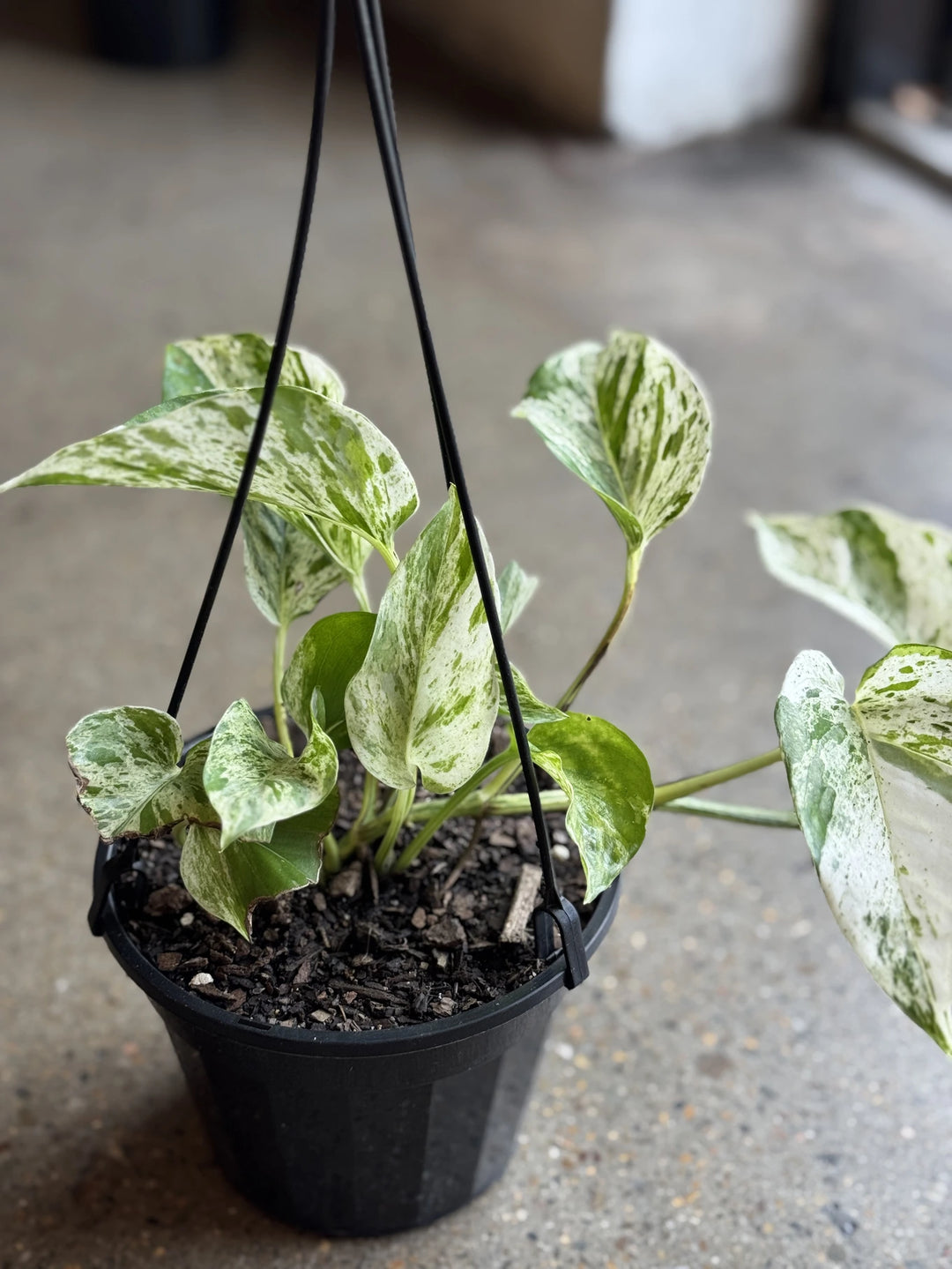 pothos buy near me Marble Queen Pothos