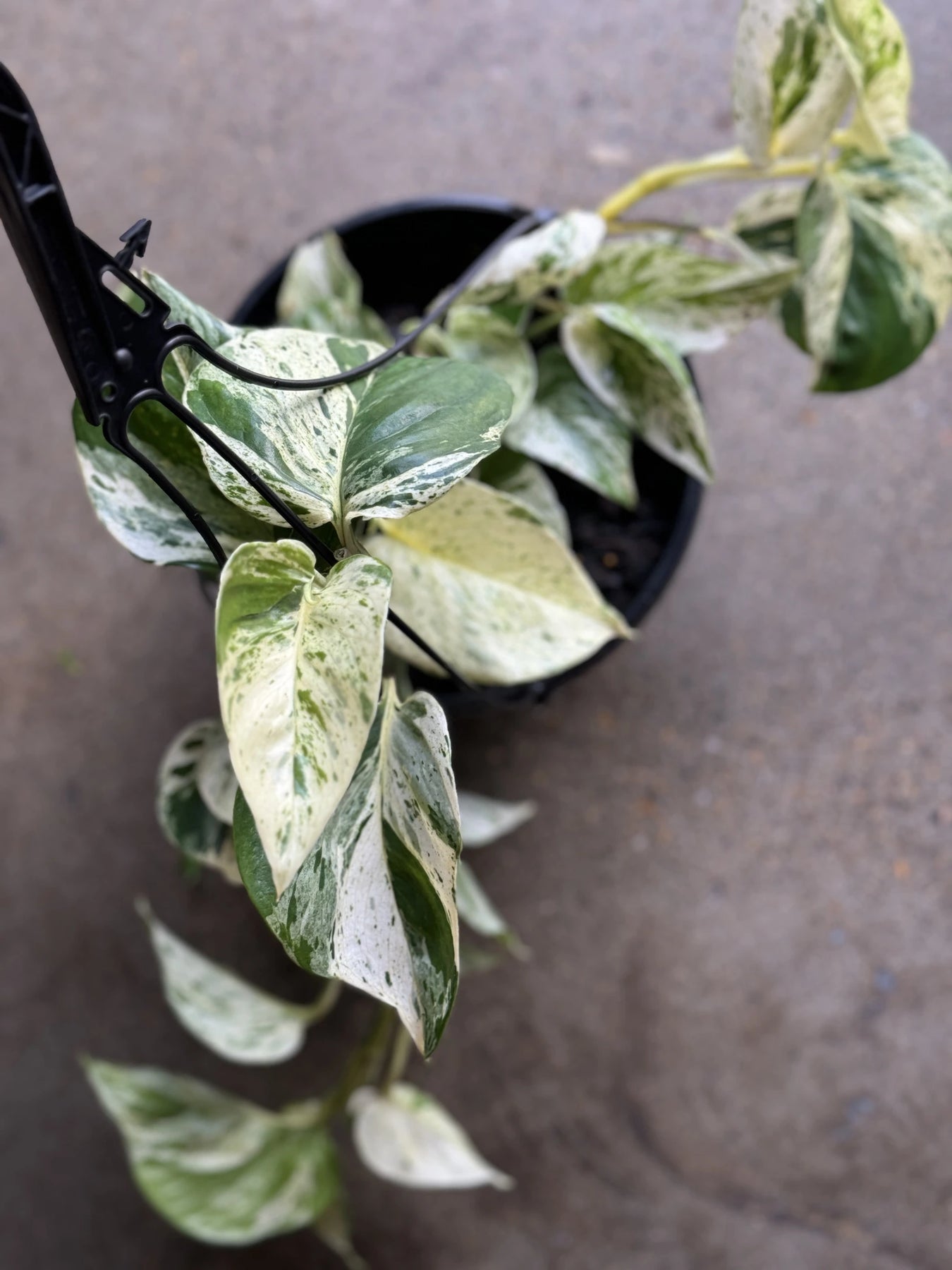 variegated pothos marble queen Marble Queen Pothos