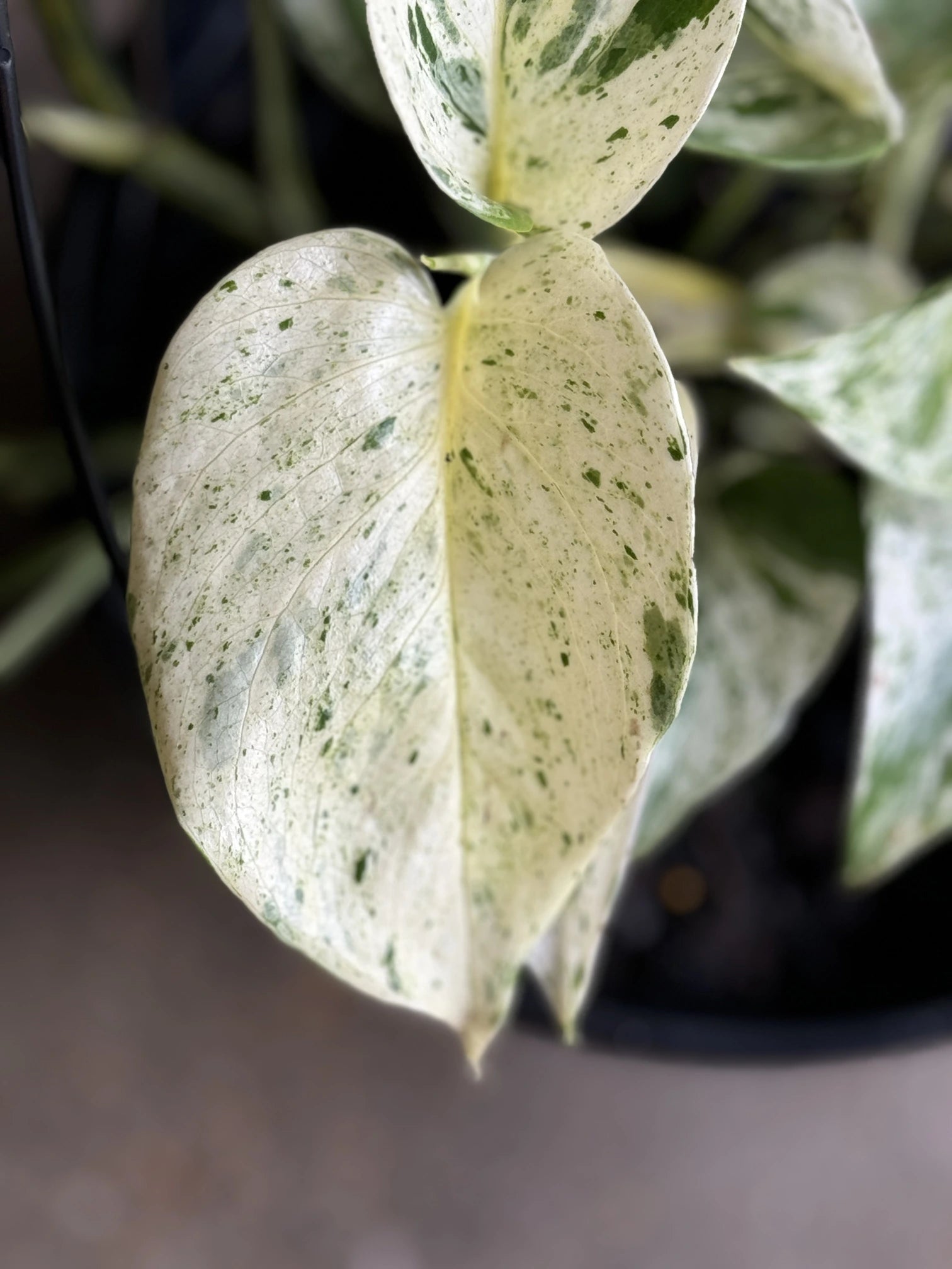 pothos half green half white Marble Queen Pothos
