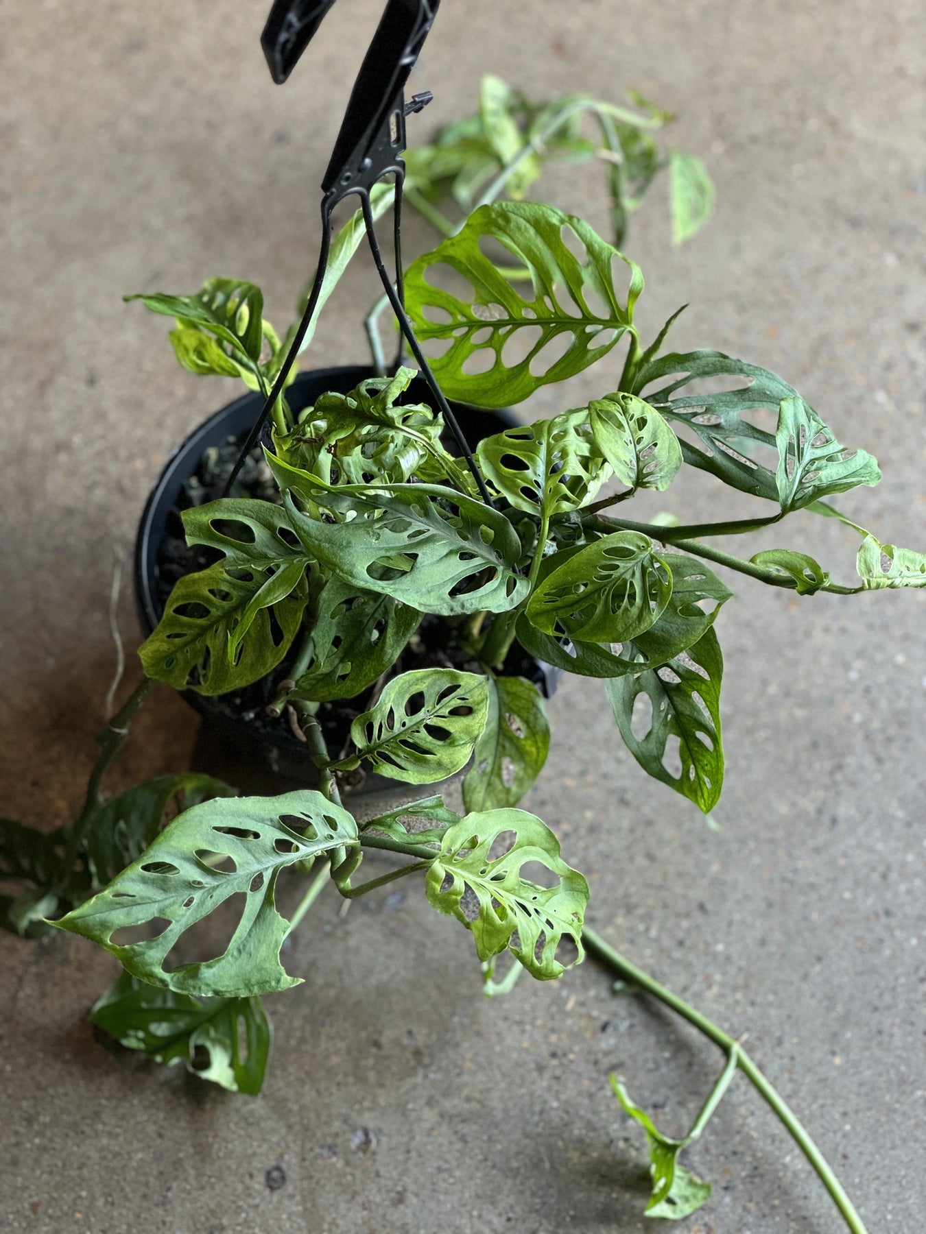 Monstera Adansonii 