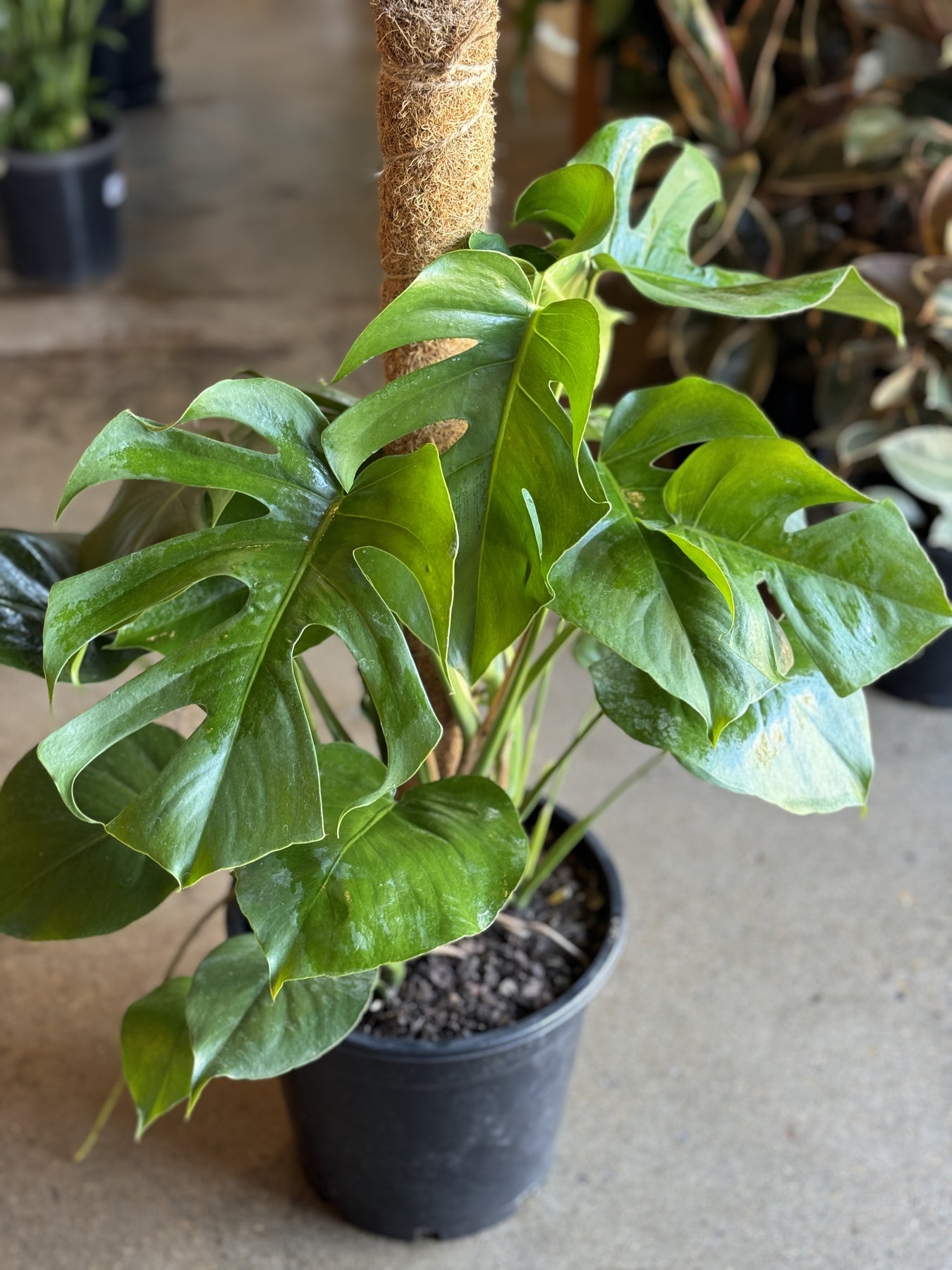 Monstera Deliciosa Totem