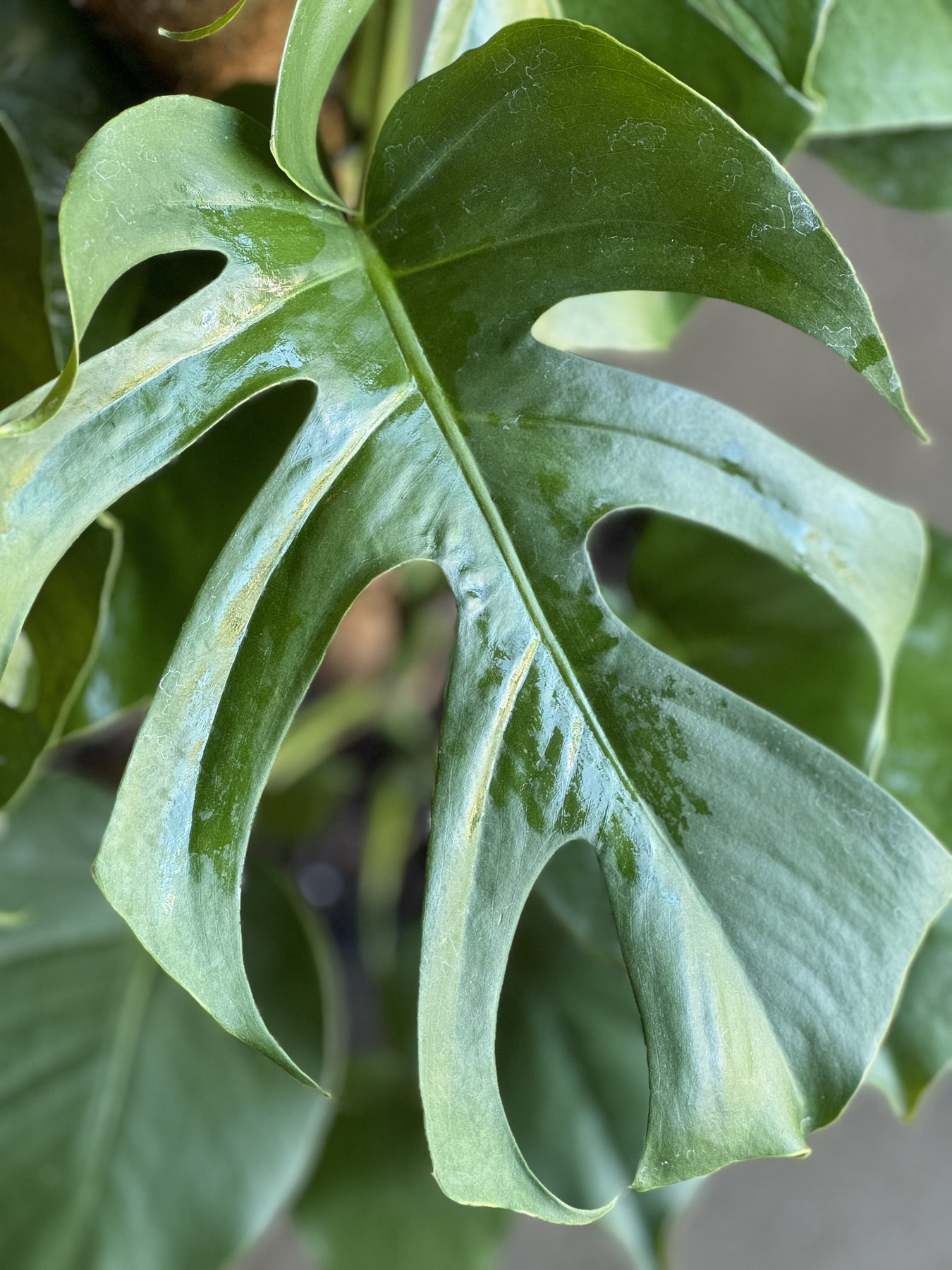 monstera deliciosa camgirl Monstera Deliciosa