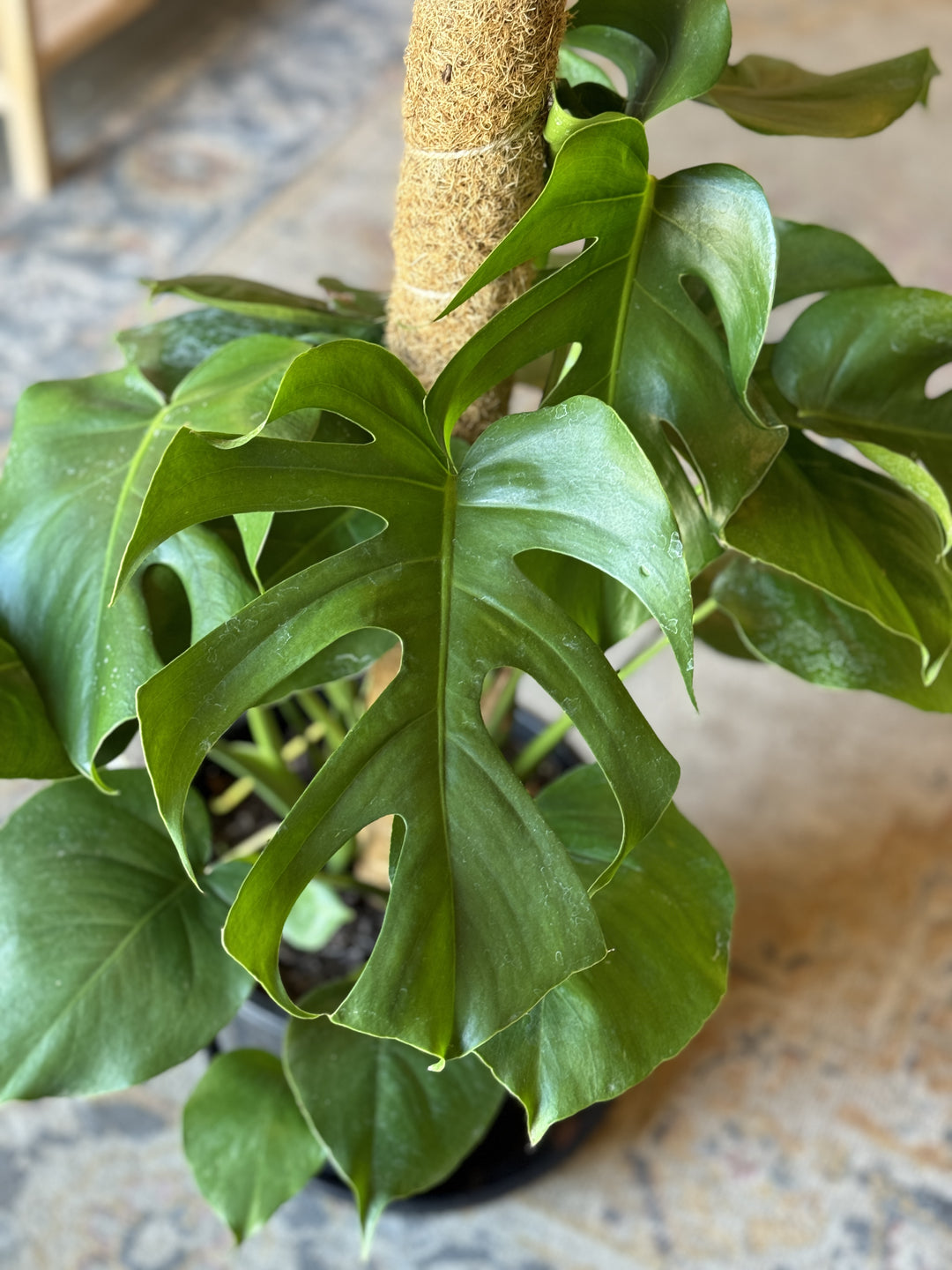 swiss cheese plant totem Monstera Deliciosa Totem