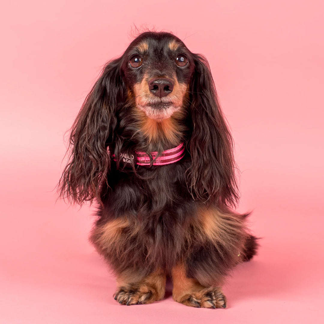 Blushing Stripes: Collar