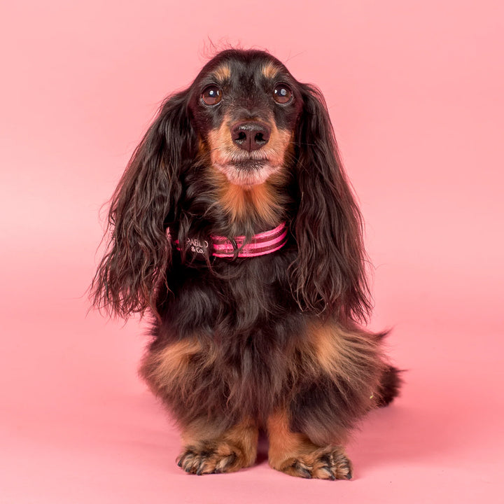 Blushing Stripes: Collar