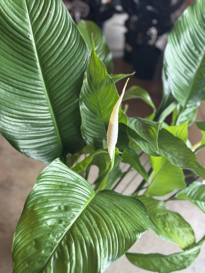 Peace Lily - Spathiphyllum 'Sebastiano' 250mm