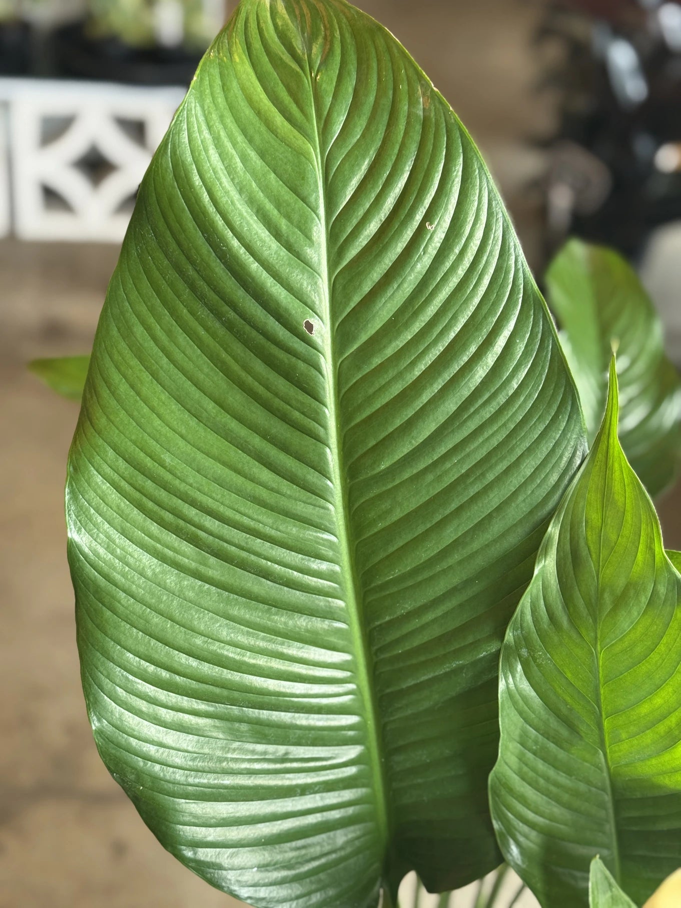 peace lily sebastiano Peace Lily 'Sebastiano'