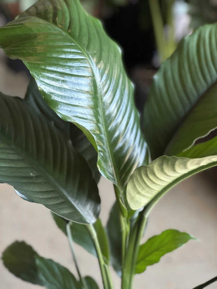 Peace Lily - Spathiphyllum 'Blue Moon' 200mm