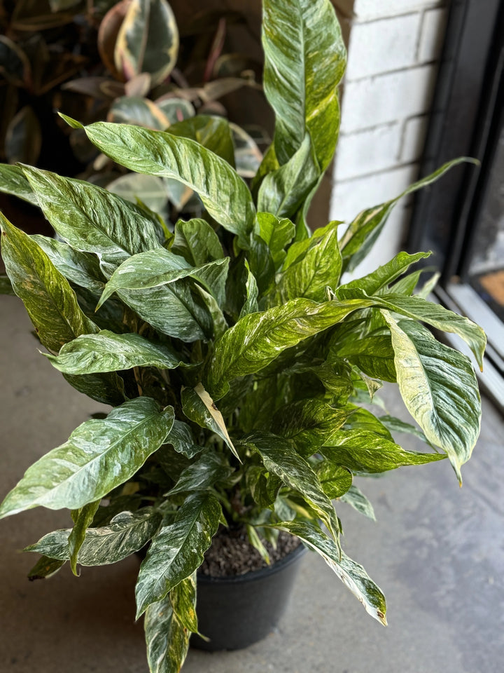 Peace Lily - Spathiphyllum 'Domino' Variegated 250mm
