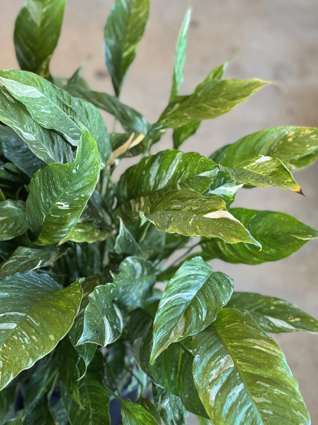 Peace Lily - Spathiphyllum 'Domino' Variegated 250mm
