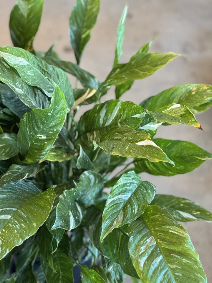Peace Lily - Spathiphyllum 'Domino' Variegated 250mm
