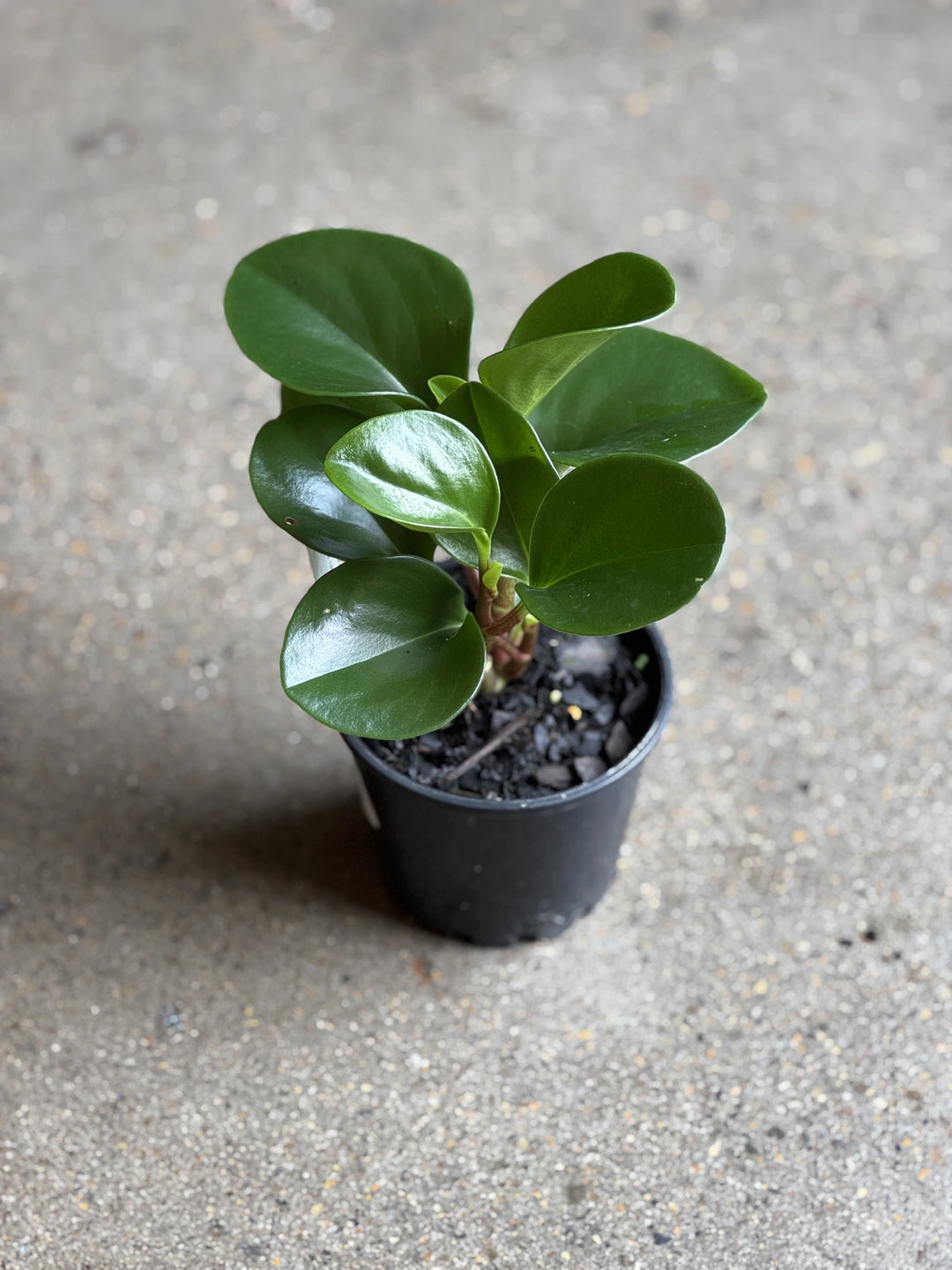 peperomia jade plant Peperomia Jade