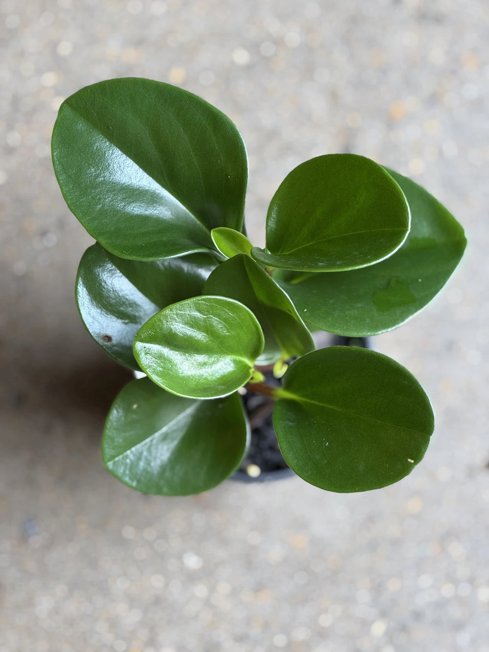 peperomia jade plant Peperomia Jade