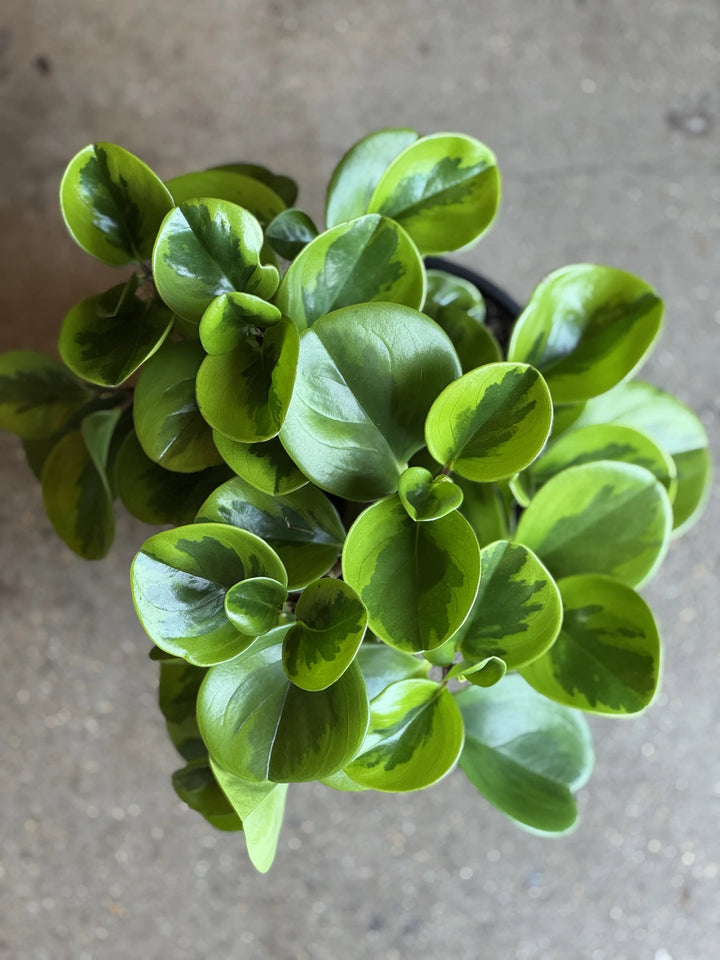 Peperomia Lemon Lime 180mm