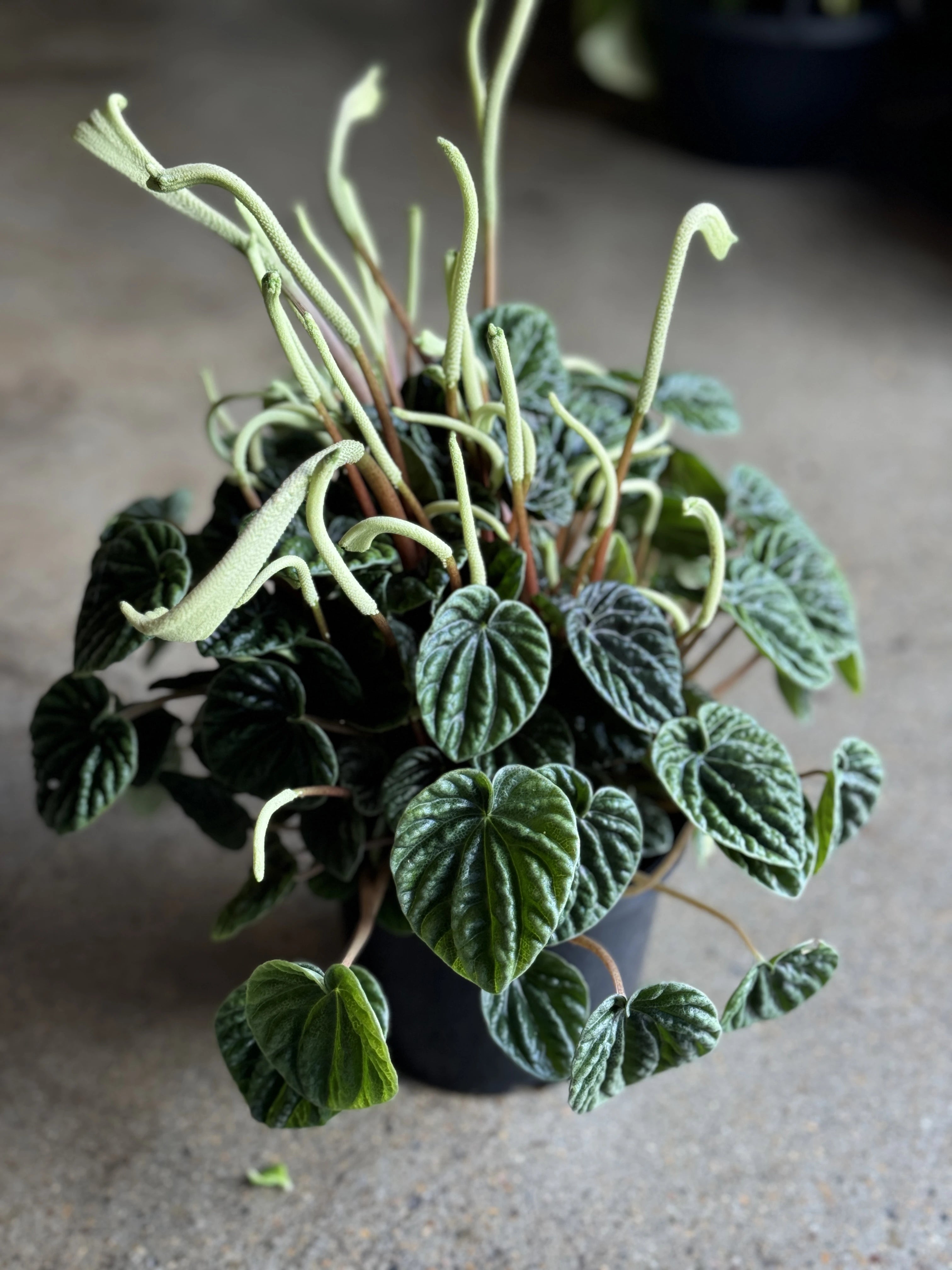 Peperomia Caperata con maceta blanca