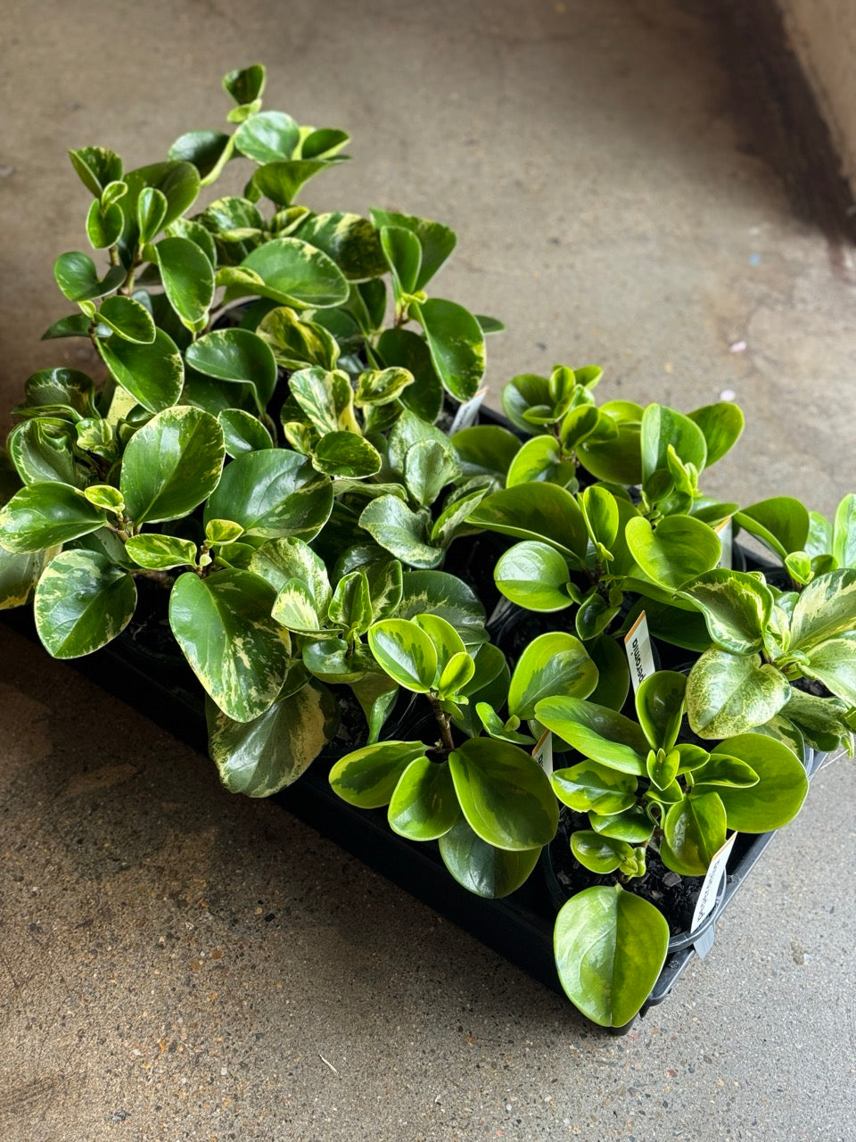 Peperomia Variegated Assorted 120mm