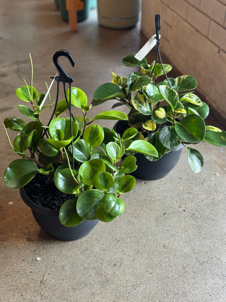 Variegated Peperomia Basket | INDOOR PLANT SHOP – Unveiling Poppy