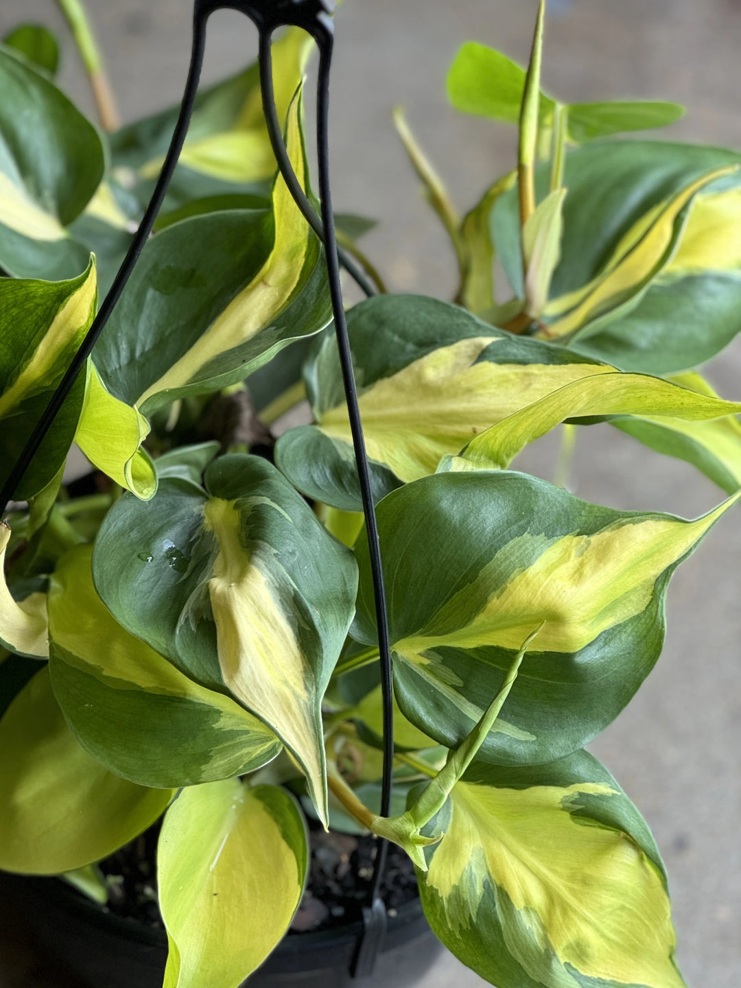 philodendron brasil giant Philodendron Brasil