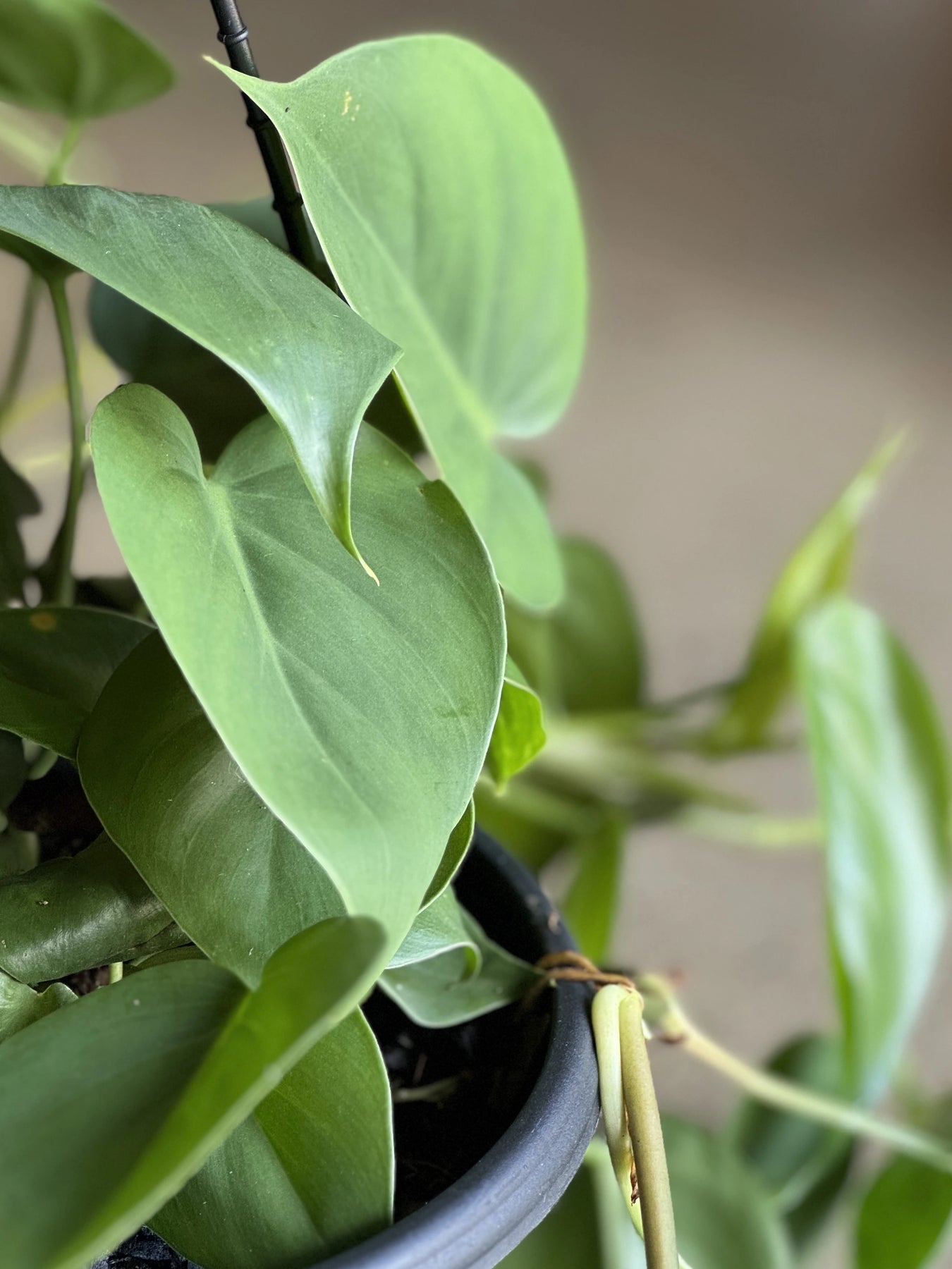buy philodendron near me INDOOR PLANT SHOP