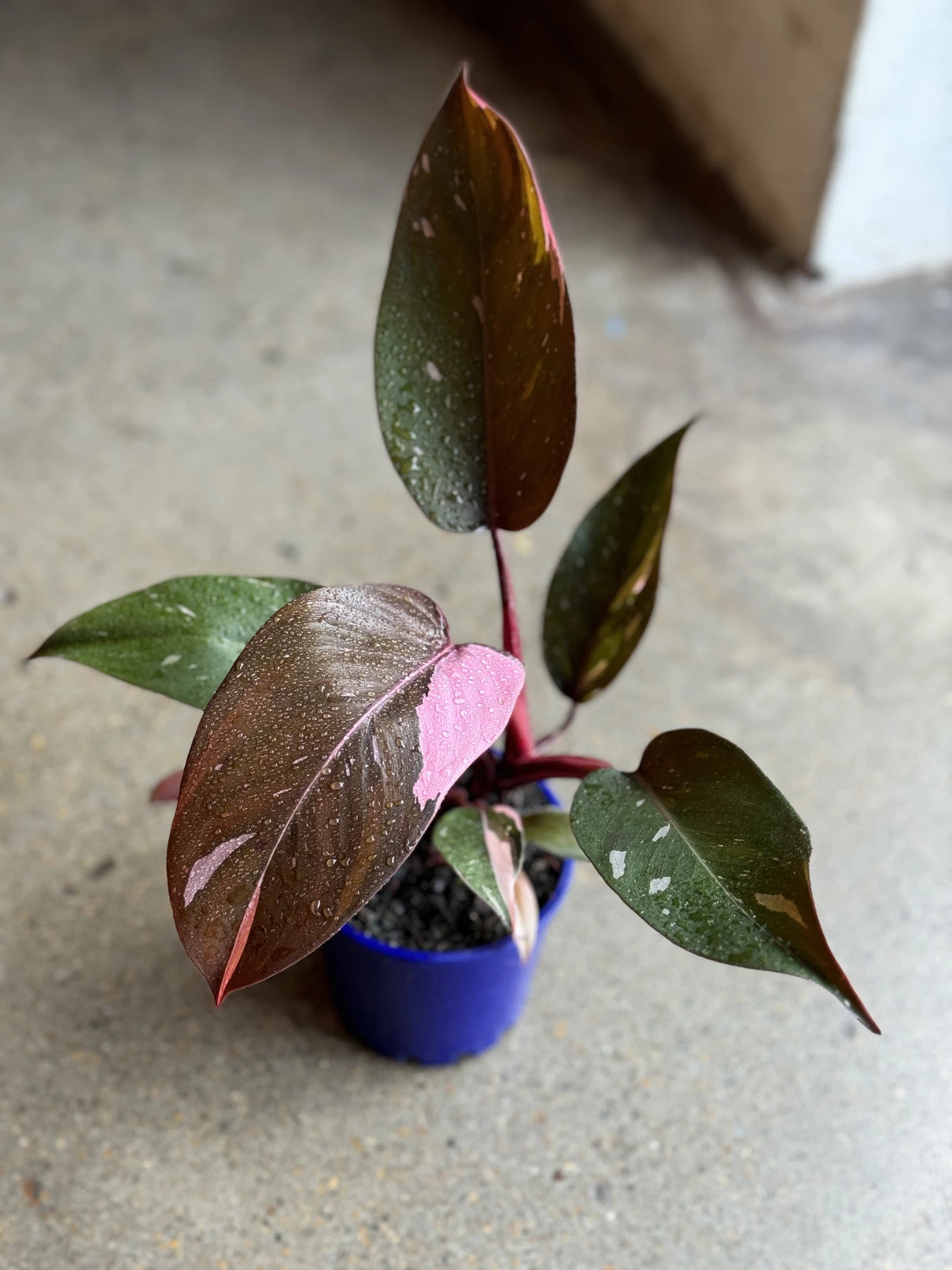 philodendron indoor bunnings Philodendron Pink Princess