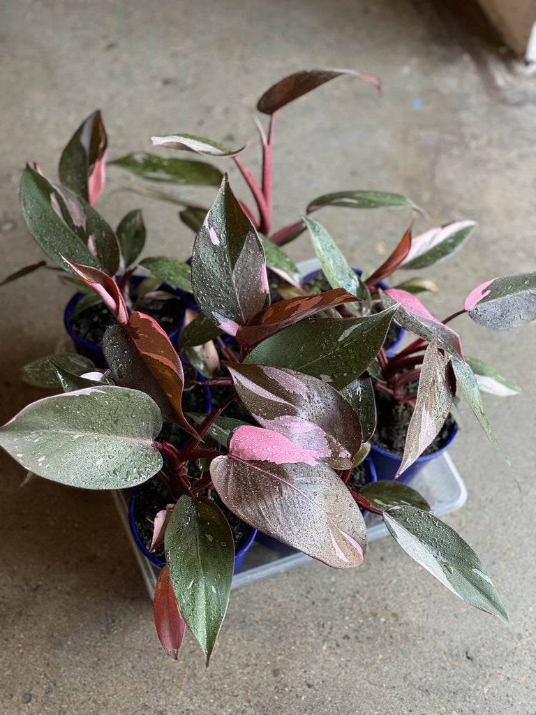 Philodendron Pink Princess