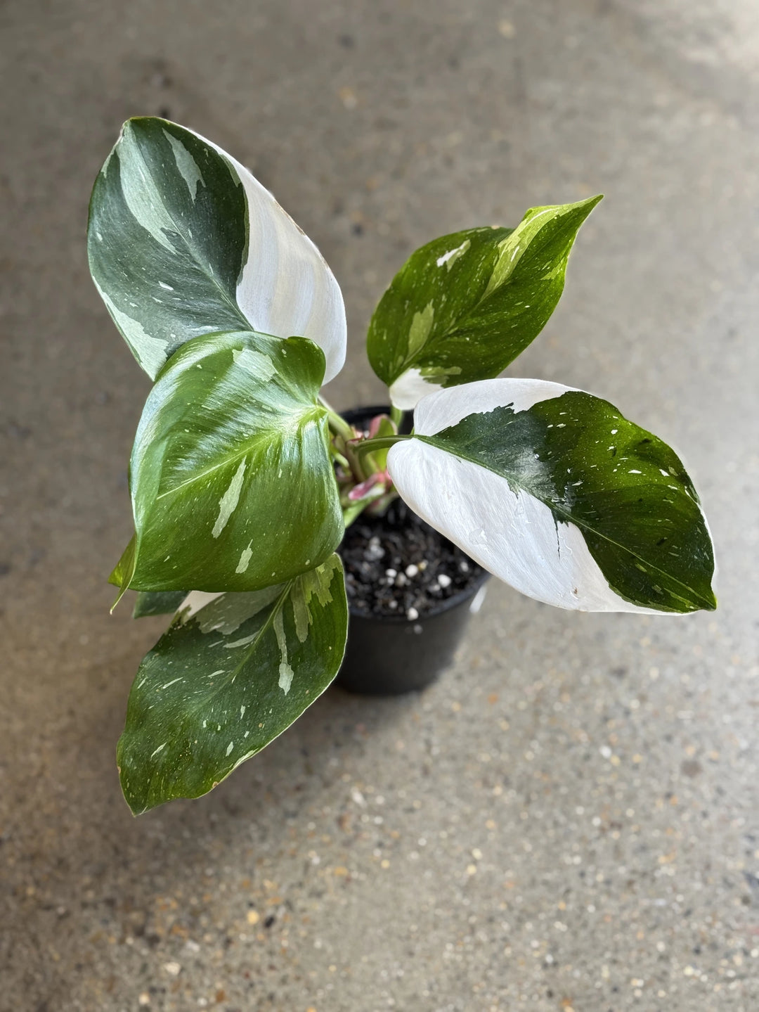 Philodendron White Princess 200mm