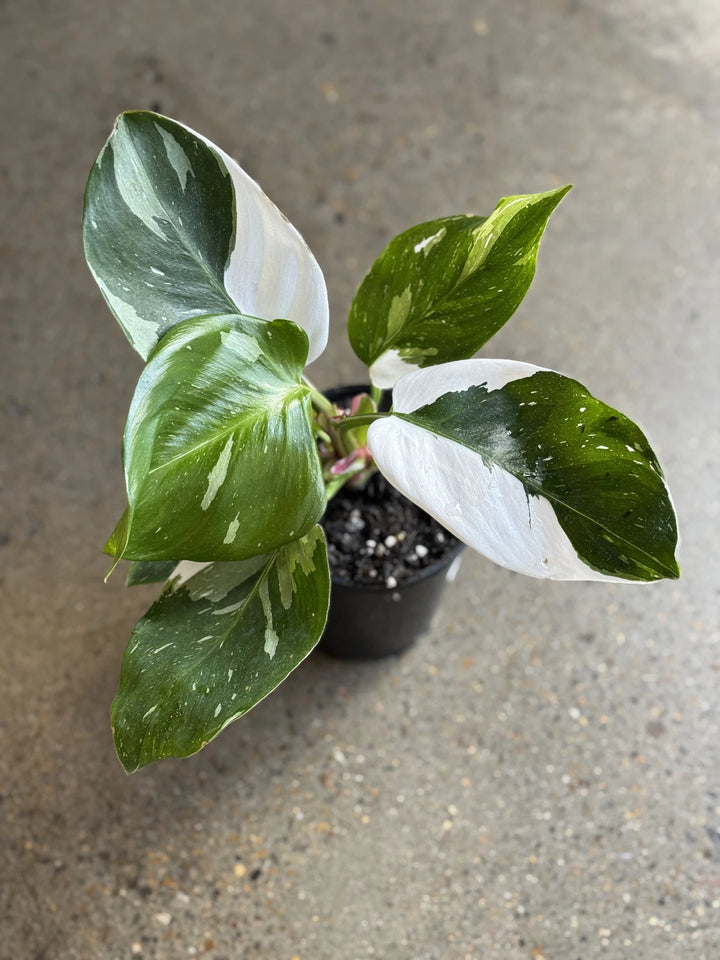Philodendron White Princess 200mm